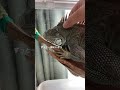 ずっと一緒にいよう サバブラックイグアナ 長生きしてね【ペット動画】#shorts