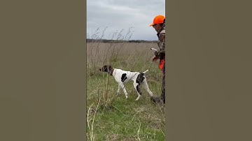 GSP 8 months POINTING