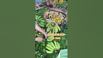 Cắt pha nải chuối cực nhanh