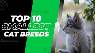 top 10 smallest cat breeds in the world.