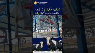 Premium Dairy Farm Project for High-Yield Cattle | Global Dairy Tech #dairyfarm #shorts