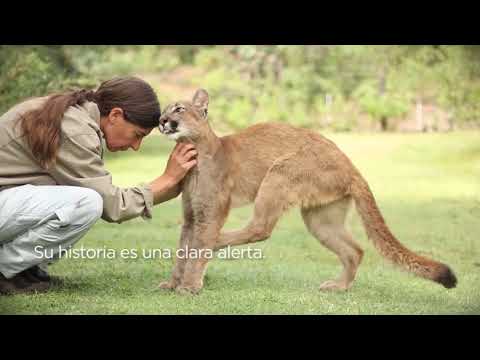 Video: Reserva natural de Zavidovsky: características del parque nacional