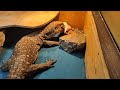 Капский Варан Varanus exanthematicus знакомство с крысой.(кормление)