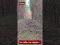 😡 Валежник лежит годами, но людям его брать запрещено #Беларусь #лесхоз #лес #валежник #природа