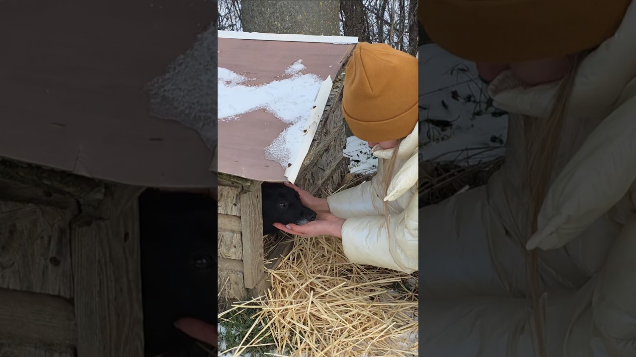 He Peeked Out of the Doghouse — And My Heart Stopped