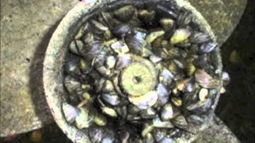 Zebra and Quagga Mussels: Terrors of the Great Lakes