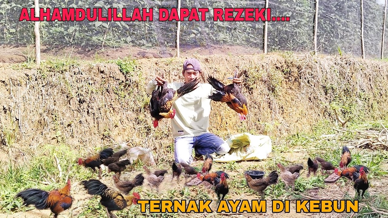 ALHAMDULILLAH DAPAT REZEKI..!! TERNAK AYAM HUTAN DAN AYAM KAMPUNG DI KEBUN