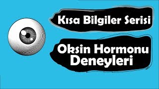 Oksin Hormonu Deneyleri (AYT Biyoloji Kısa Bilgiler)