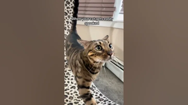 Watch the video about #CAT164 Scare cats #funnycats #funny #catlover #cute #catlife