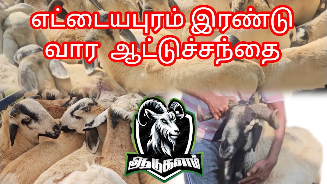 எட்டையபுரம் ஆட்டுச்சந்தை #ஆடுவளர்ப்பு #எட்டயபுரம் #ஆட்டுச்சந்தை #ஆட்டுப்பண்ணை #ஆடுகளம் 