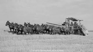 A Snapshot Of History! 20 Mules Pull Combine To Harvest Wheat - 1941 Washington