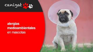 🐶🐱🌿 Alergias medioambientales en mascotas: causas, síntomas y tratamiento | VETPERROS - CANIGAT