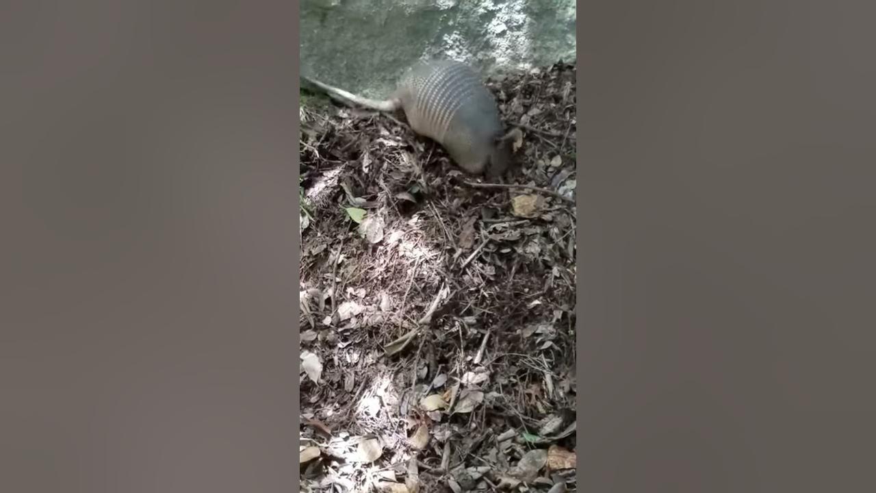 I want to go home with the armadillos of Turtle Cove YouTube