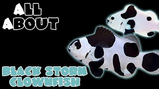 All About The Black Storm Clownfish