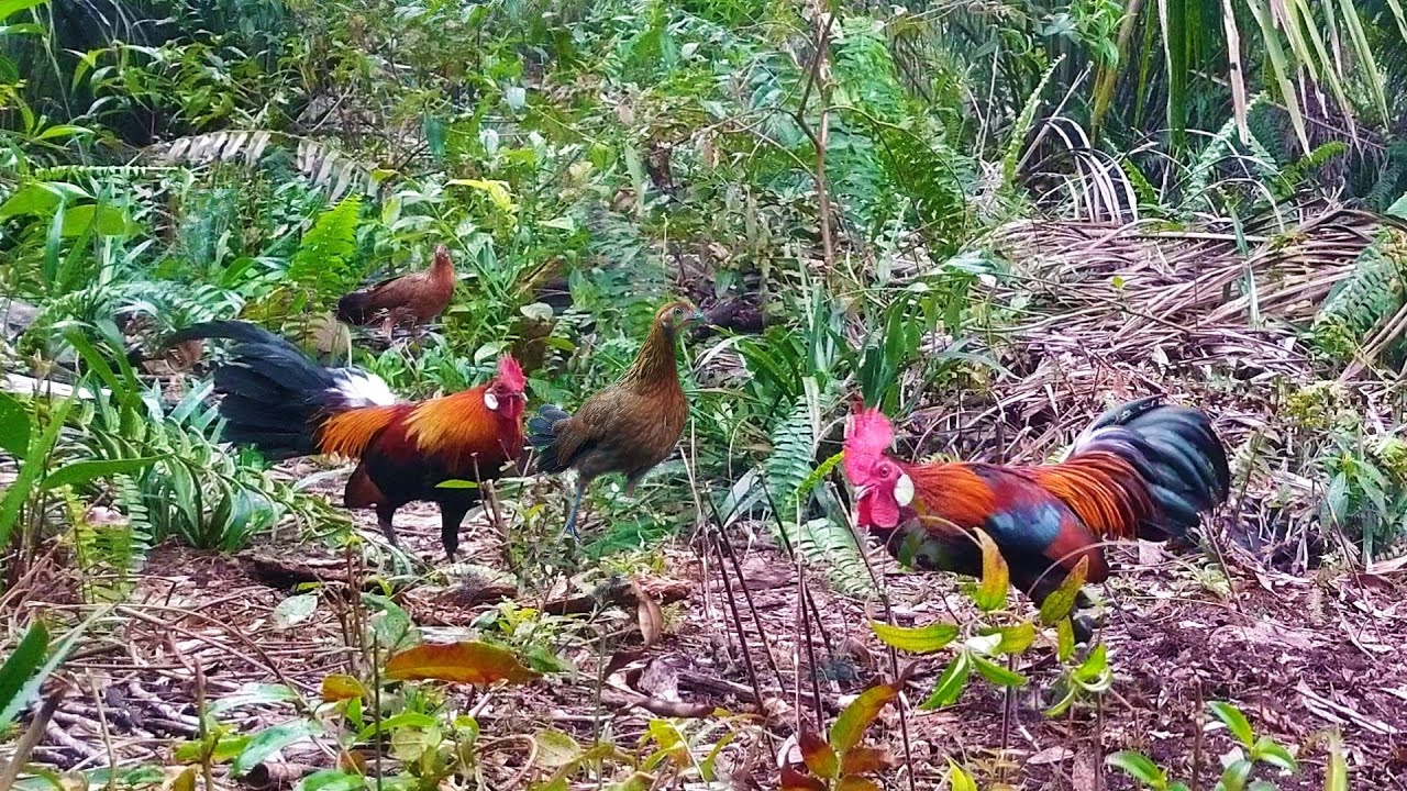 AYAM HUTAN JANTAN EMOSI SAAT BETINA NYA MENDEKATI PIKAT