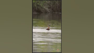 lesser whistling duck + lesser whistling duck bathing + duck call + গেছো হাঁস | #shorts #short