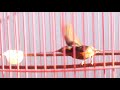 Konin Dada Coklat Khusus Masteran Murai Trotol Mp3 - Mp4 Download