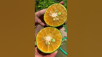 Thumbnail of Cara membuat jus jeruk #tutorial #jusjeruk