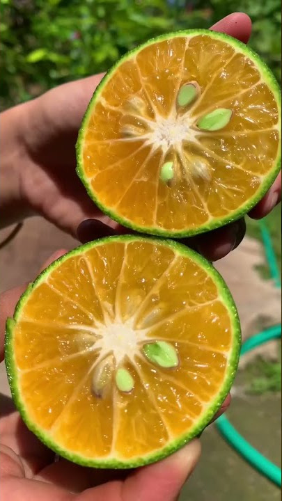 Cara membuat jus jeruk #tutorial #jusjeruk
