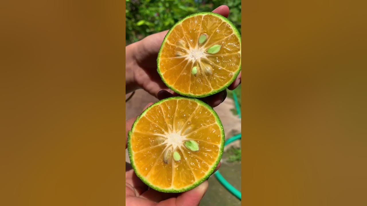 Cara membuat jus jeruk #tutorial #jusjeruk Cara membuat jus jeruk #tutorial #jusjeruk