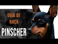 PINSCHER - Tudo sobre a raça