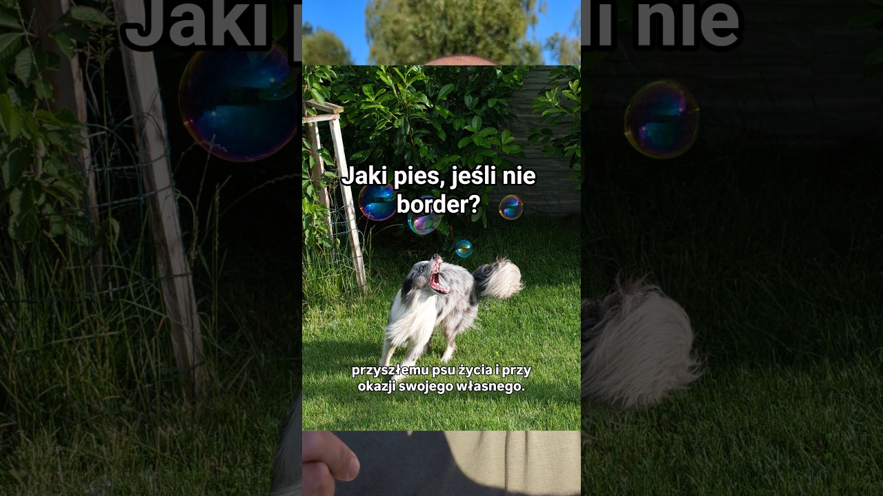 Trzy rasy psów, które warto rozważyć zamiast border collie 🤔