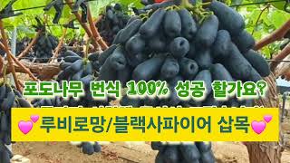 블렉사파이어 포도나무(삽목) 번식 하기 #포도나무 #블렉사파이어 #포도나무키우기