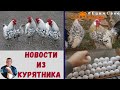 Новости из курятника.  "Мое Подворье"