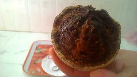 CÔNG DỤNG CỦA TRÁI QUÁCH - CÓ THỂ BẠN CHƯA BIẾT