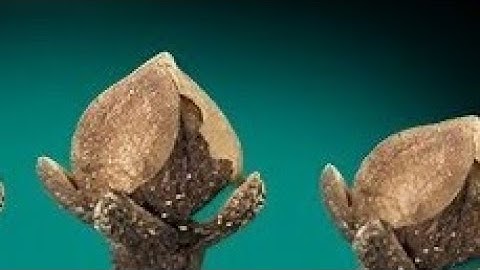 08 अगस्त 2025 सावन पूर्णिमा की रात इस जगह फेंक देना 3 लौंग बनोगे करोड़पति... Pradeep Ji Mishra