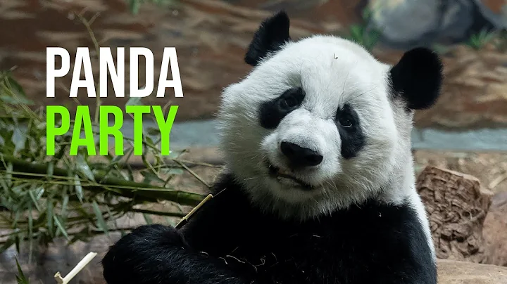 The Only Giant Panda Twins In The U.S. Celebrate Sixth Birthday - DayDayNews