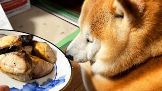 ぶり大根をむくむく顔で見学するも、いいにおいが届くと口をちゃぷちゃぷしてしまう柴犬