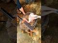 #meat #expertbutcher #fullgoatcutting #people #trampoline #shortvideo #shorts