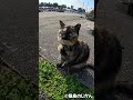 コツメの表情はきょとんとしてていつ見ても可愛い #shorts #猫 #cat #बिल्ली #kedi