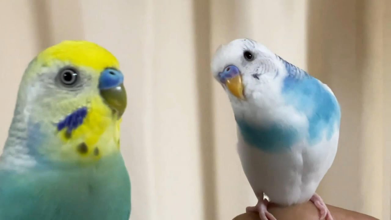 お揃いを目指す仲良しインコ - YouTube