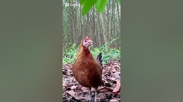 Tiếng Gà Mái Rừng Kích Trống | Bẩy Gà Rừng #shorts #nature #chicken