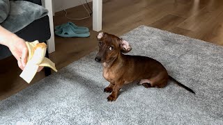 Pretending to fall asleep with food (mini dachshund's reaction)