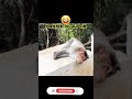 முடிஞ்சா சிரிக்காம பாருங்க 🤣#Funny#Monkey#Trending#Comedy@Dr.Sam's Info