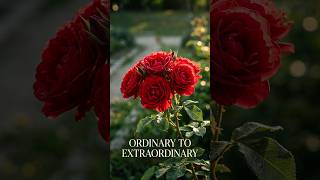 The Garden full of Rose's