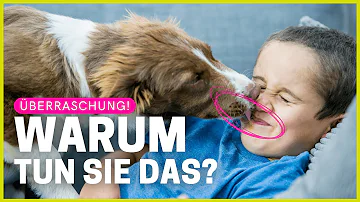 Warum leckt mein Hund mich morgens ab?