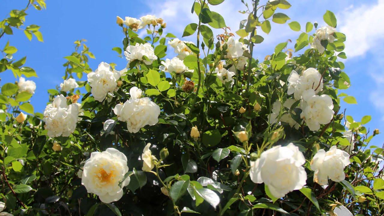 "Flowers" by Maureen Feerick Danforth YouTube