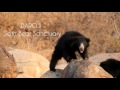 Daroji Sloth Bear Sanctuary "Musical Bears"  Indian wildlife.