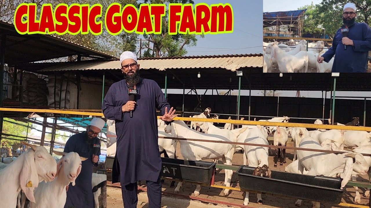 Biggest Stock Best Quality 2025 | Classic Goat Farm Full Tour And Introduction | Supreme Quality.