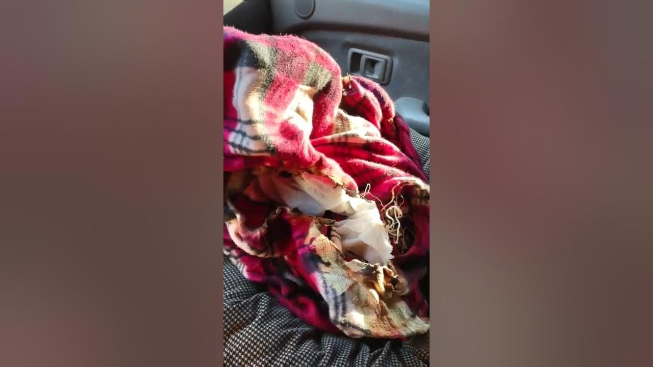 Walmart electric blanket catches fire, almost kills dog YouTube