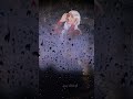 صورتك متيم عاشق ترند تيك توك حالات واتس الفنان اصيل علي ابوبكر