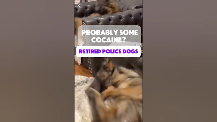 When you adopt retired police dogs! #funnyshorts #animals #funny #viral #cutedog #pets #viralvideo