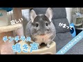 【チンチラの鳴き声】寂しいとき、かまって欲しいときに飼い主を呼ぶ声！Chinchilla sounds