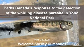 Parks Canada’s response to the detection of the whirling disease parasite in Yoho National Park