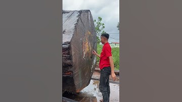 cực kỳ đáng lo cho cây gỗ cẩm hồng| Chiến Gõ Đỏ