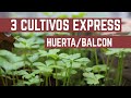 HUERTA EN EL BALCON - 3 Cultivos Super Faciles y Rápidos
